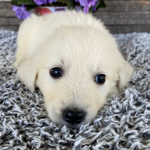 Golden Retriever Puppy Leo