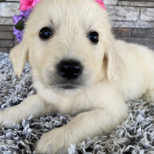 Golden Retriever Puppy Leo