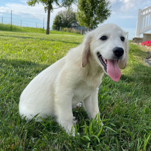 Golden Retriever Puppy Leo