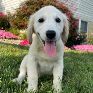 Golden Retriever Puppy Leo