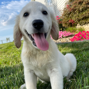 Golden Retriever Puppy Leo