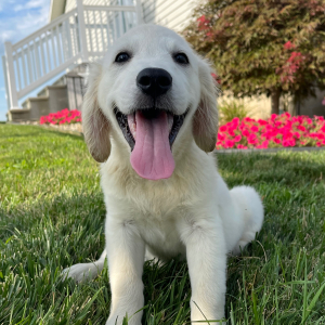Golden Retriever Puppy Leo