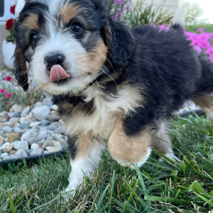 Bernedoodle Puppy Mario