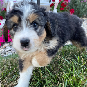 Bernedoodle Puppy Mario