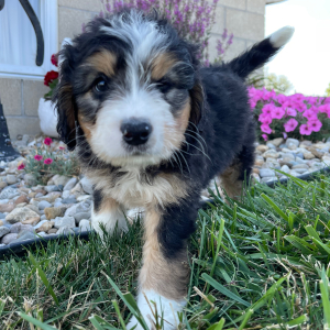 Bernedoodle Puppy Mario