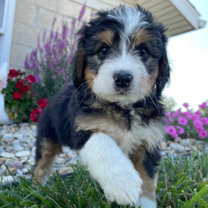 Bernedoodle Puppy Mario