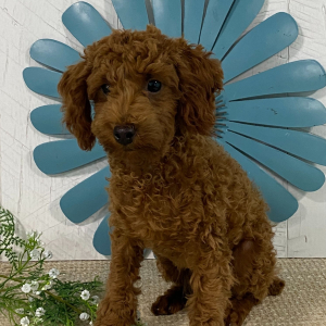 Poodle Puppy Andree