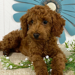 Poodle Puppy Andree