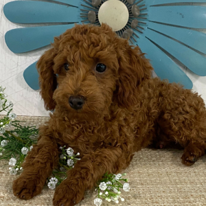 Poodle Puppy Andree