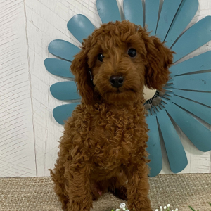 Poodle Puppy Andree