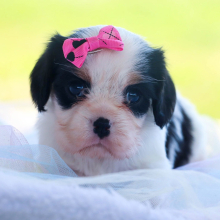 Cavalier King Charles Spaniel Puppy Hope