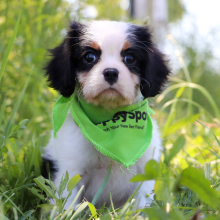 Cavalier King Charles Spaniel Puppy Hope
