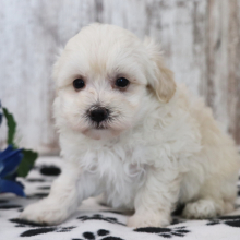 Maltipoo Puppy Toffee
