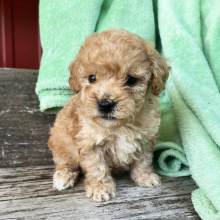 Goldendoodle Puppy Pengo
