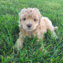 Maltipoo Puppy Kenzie
