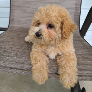 Maltipoo Puppy Kenzie