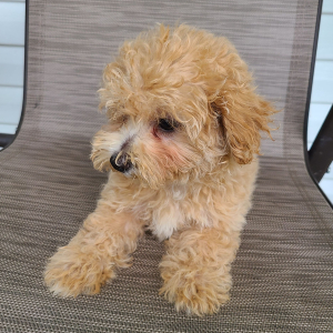 Maltipoo Puppy Kenzie