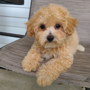 Maltipoo Puppy Kenzie