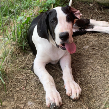 Great Dane Puppy Chadwick