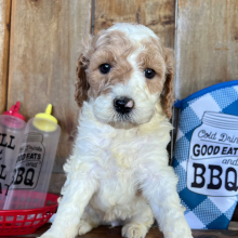 Labradoodle Puppy Charlotte
