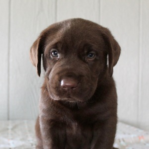 Labrador Retriever Puppy Frank
