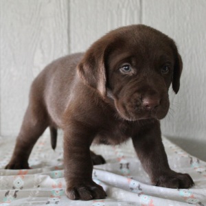 Labrador Retriever Puppy Frank