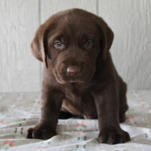 Labrador Retriever Puppy Frank
