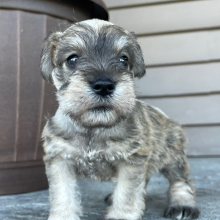Miniature Schnauzer Puppy Jax