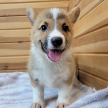 Pembroke Welsh Corgi Puppy Sully