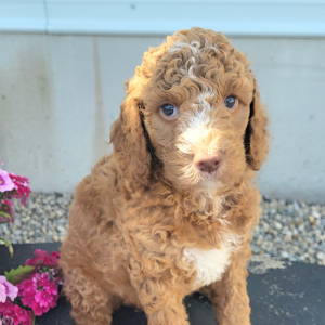 Goldendoodle Puppy Sid