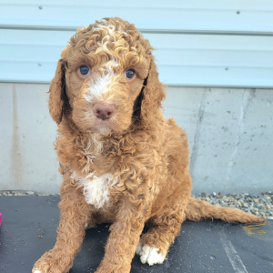 Goldendoodle Puppy Sid