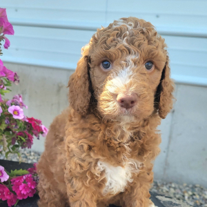 Goldendoodle Puppy Sid