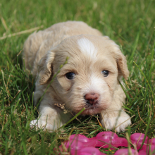 Havapoo Puppy Blake
