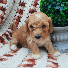 Cavapoo Puppy Missie