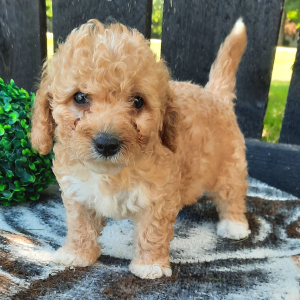 Cavapoo Puppy Missie