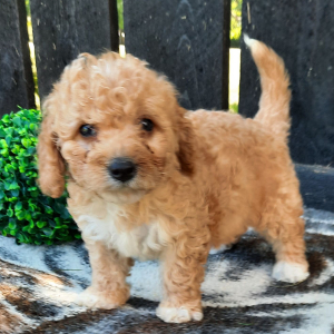 Cavapoo Puppy Missie