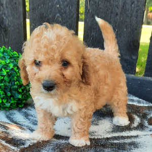 Cavapoo Puppy Missie