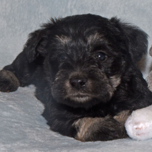 Miniature Schnauzer Puppy Slater