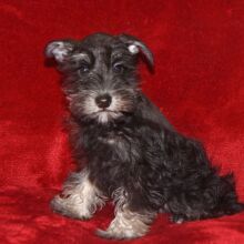 Miniature Schnauzer Puppy Slater