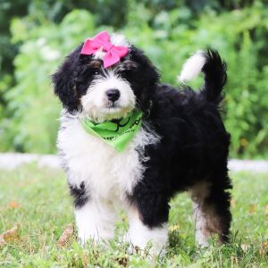 Bernedoodle Puppy Mallory
