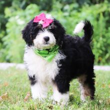 Bernedoodle Puppy Mallory