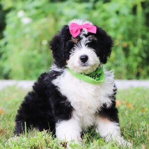Bernedoodle Puppy Mallory