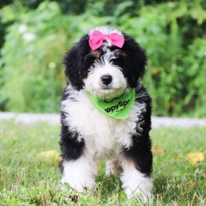 Bernedoodle Puppy Mallory