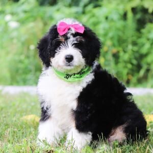 Bernedoodle Puppy Mallory