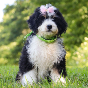 Bernedoodle Puppy Mallory