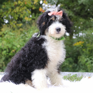 Bernedoodle Puppy Mallory