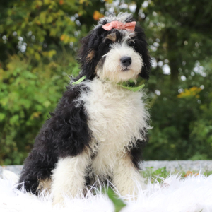 Bernedoodle Puppy Mallory
