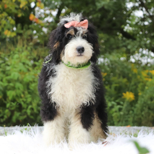Bernedoodle Puppy Mallory