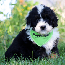 Bernedoodle Puppy Rhett