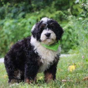 Bernedoodle Puppy Rhett